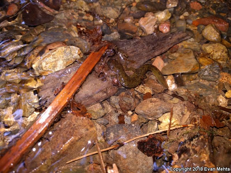 Southern Torrent Salamander (Rhyacotriton variegatus)