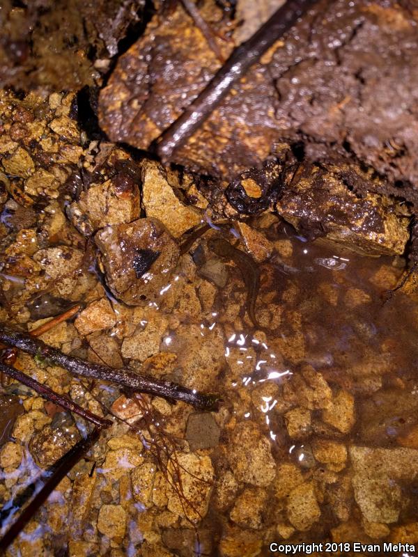 Southern Torrent Salamander (Rhyacotriton variegatus)