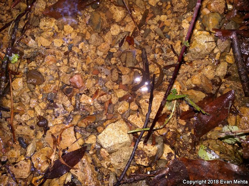 Southern Torrent Salamander (Rhyacotriton variegatus)