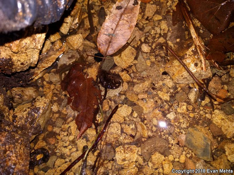 Southern Torrent Salamander (Rhyacotriton variegatus)