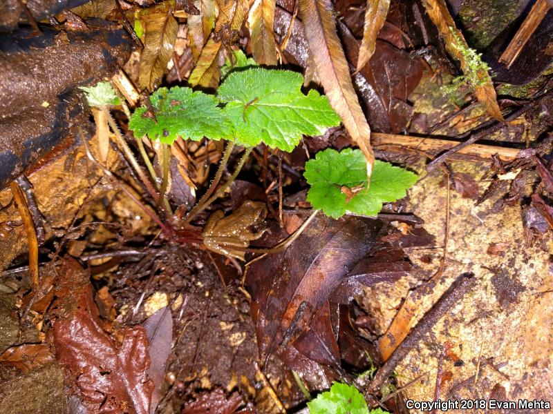 Western Tailed Frog (Ascaphus truei)