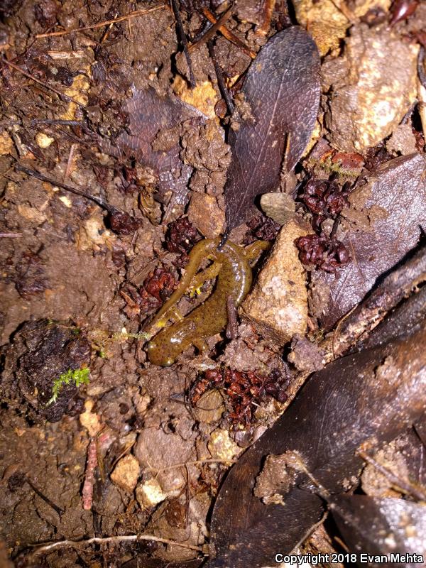 Southern Torrent Salamander (Rhyacotriton variegatus)