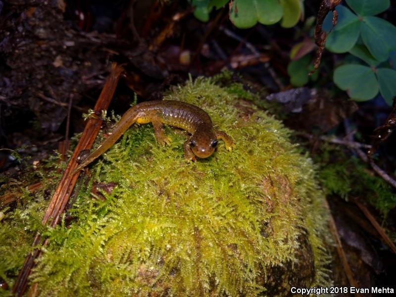 Southern Torrent Salamander (Rhyacotriton variegatus)