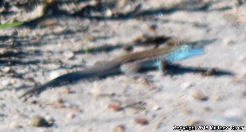 Arizona Striped Whiptail (Aspidoscelis arizonae)