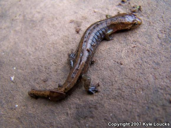 Allegheny Mountain Dusky Salamander (Desmognathus ochrophaeus)