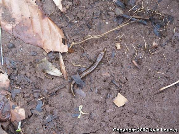 Allegheny Mountain Dusky Salamander (Desmognathus ochrophaeus)