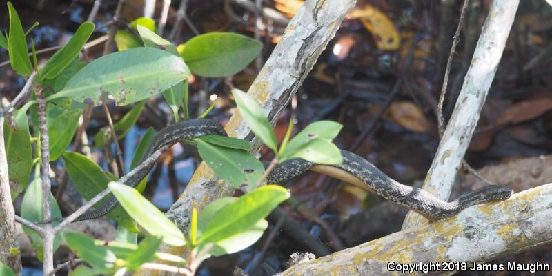 Mangrove Saltmarsh Snake (Nerodia clarkii compressicauda)