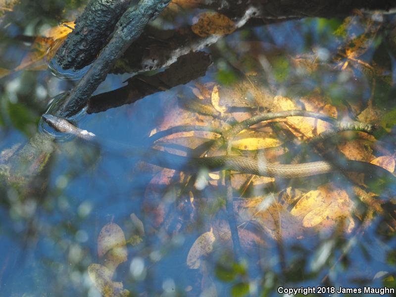 Mangrove Saltmarsh Snake (Nerodia clarkii compressicauda)