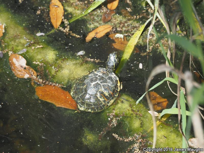 Florida Red-bellied Cooter (Pseudemys nelsoni)