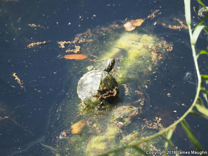 Florida Red-bellied Cooter (Pseudemys nelsoni)