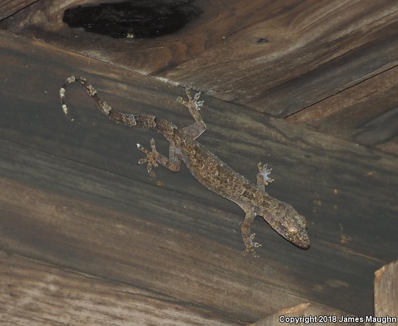 Wood Slave (Hemidactylus mabouia)