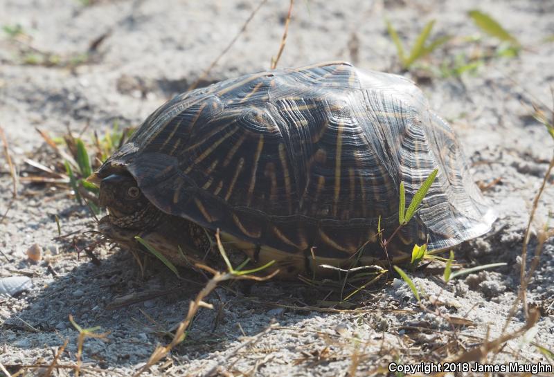 Florida Box Turtle (Terrapene carolina bauri)