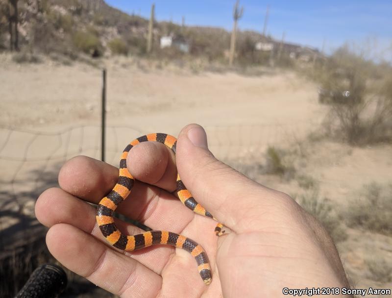 Variable Sandsnake (Chilomeniscus stramineus)