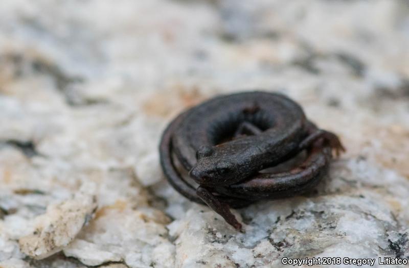 San Gabriel Mountains Slender Salamander (Batrachoseps gabrieli)