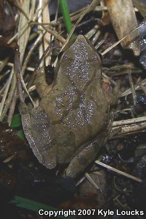 Northern Spring Peeper (Pseudacris crucifer crucifer)