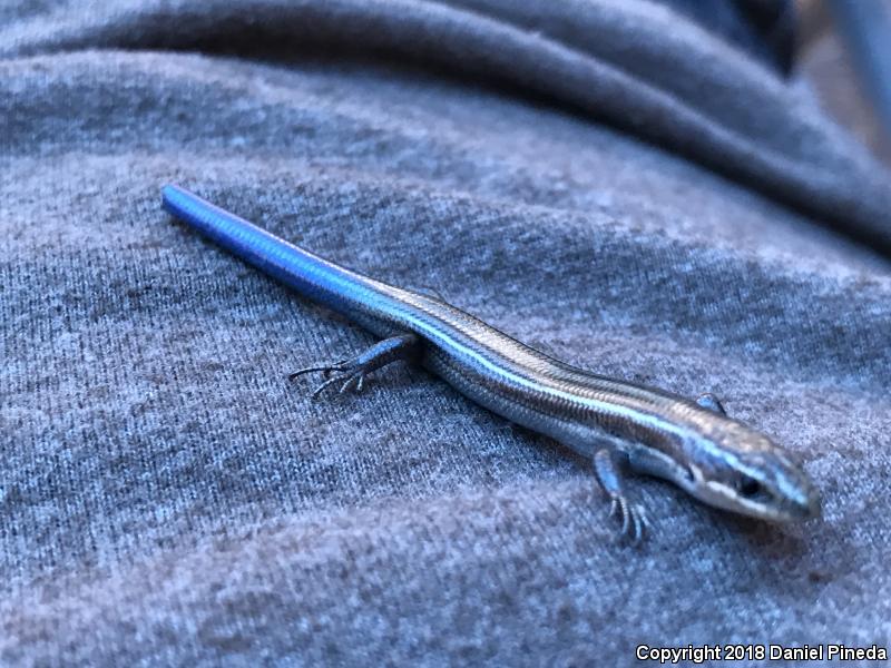 Many-lined Skink (Plestiodon multivirgatus)