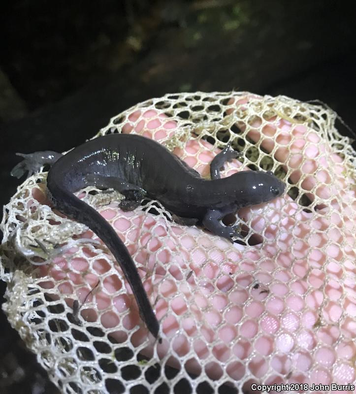 Small-mouthed Salamander (Ambystoma texanum)