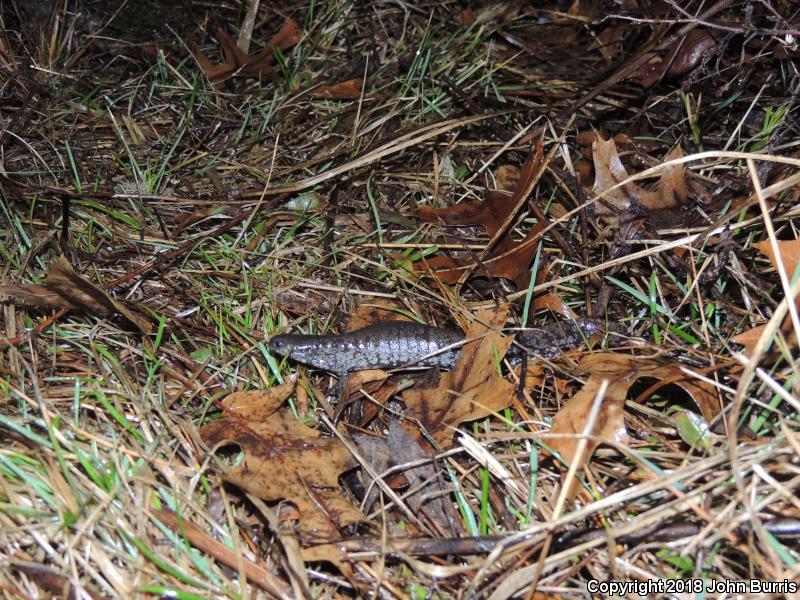 Small-mouthed Salamander (Ambystoma texanum)