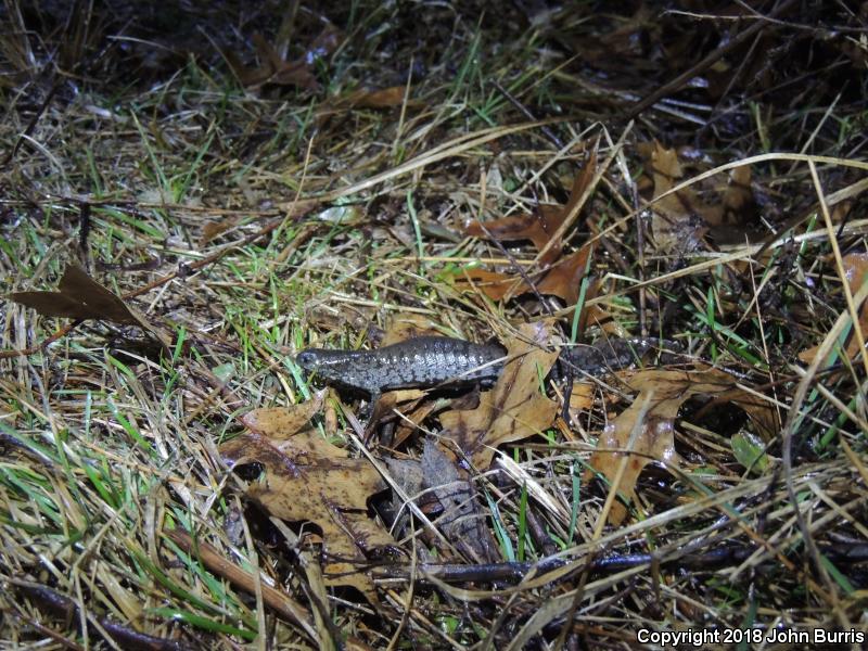 Small-mouthed Salamander (Ambystoma texanum)