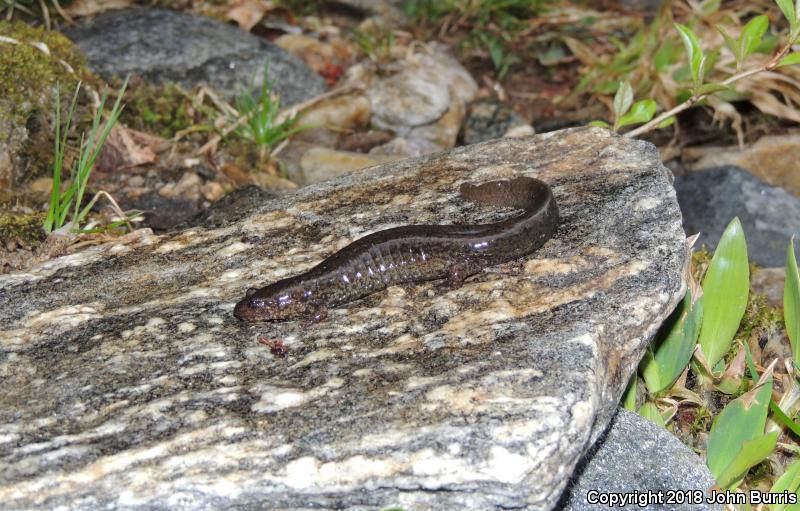Black-bellied Salamander (Desmognathus quadramaculatus)
