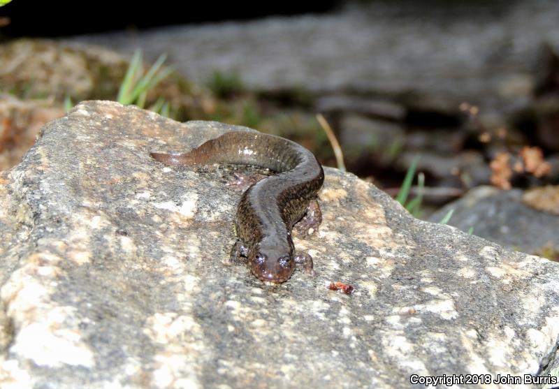 Black-bellied Salamander (Desmognathus quadramaculatus)