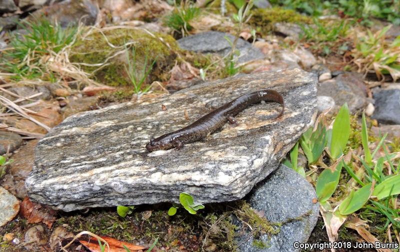 Black-bellied Salamander (Desmognathus quadramaculatus)