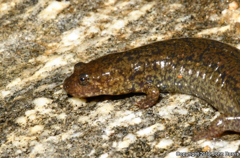 Black-bellied Salamander (Desmognathus quadramaculatus)