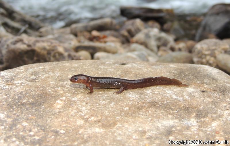 Black-bellied Salamander (Desmognathus quadramaculatus)