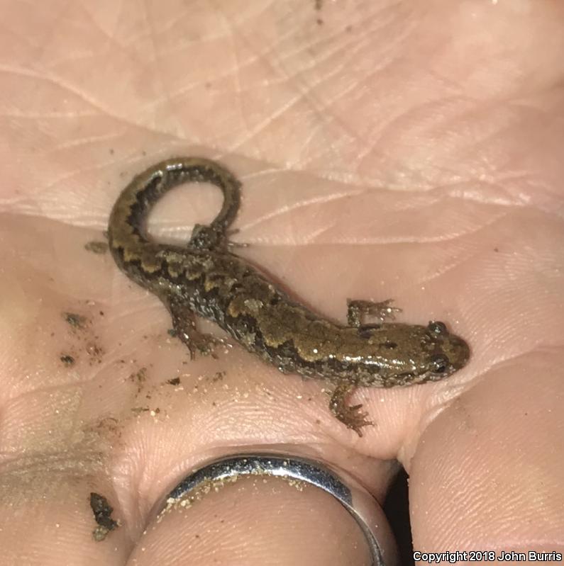 Spotted Dusky Salamander (Desmognathus conanti)