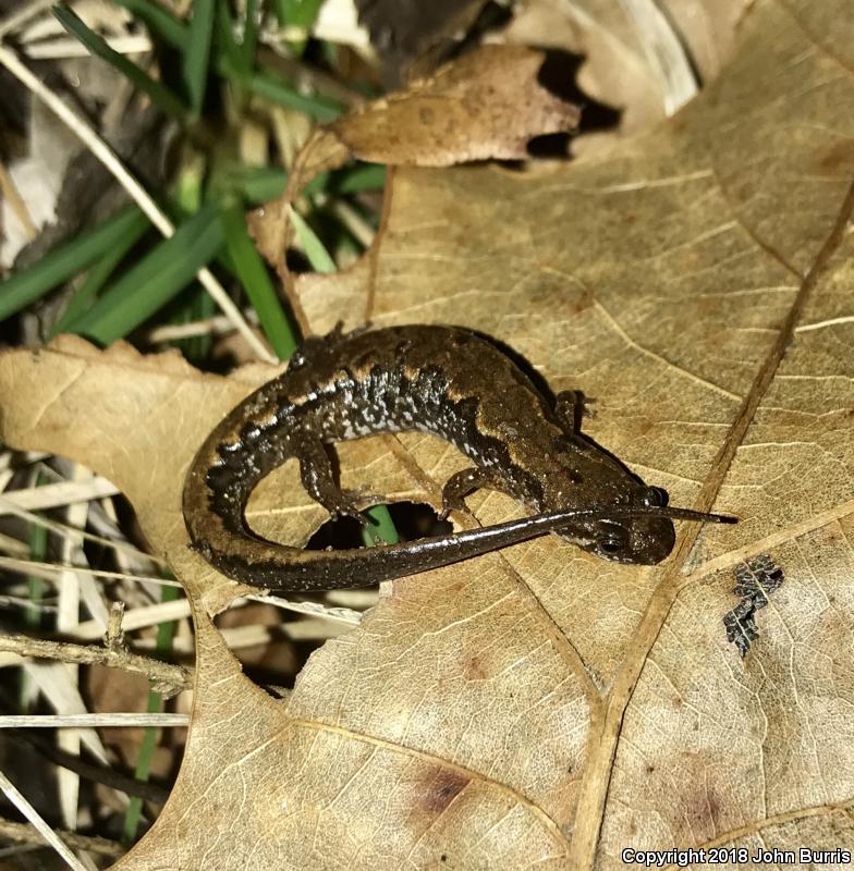 Spotted Dusky Salamander (Desmognathus conanti)