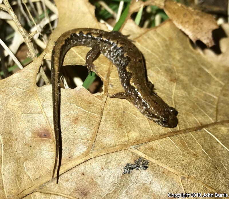 Spotted Dusky Salamander (Desmognathus conanti)