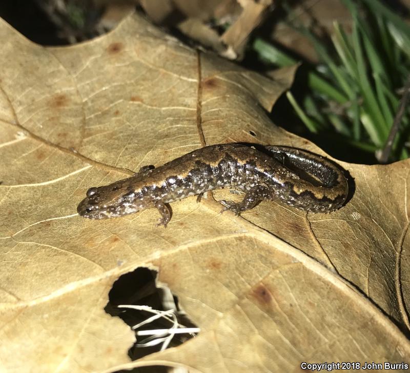 Spotted Dusky Salamander (Desmognathus conanti)