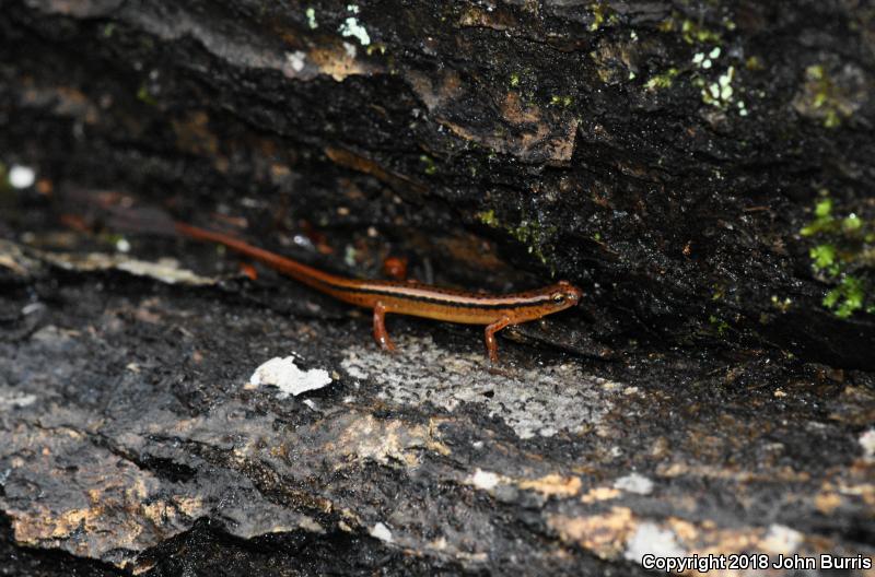 Blue Ridge Two-lined Salamander (Eurycea wilderae)