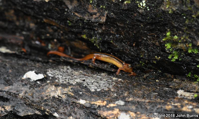 Blue Ridge Two-lined Salamander (Eurycea wilderae)