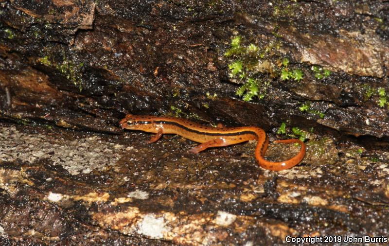 Blue Ridge Two-lined Salamander (Eurycea wilderae)