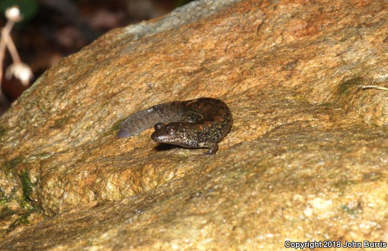 Black-bellied Salamander (Desmognathus quadramaculatus)