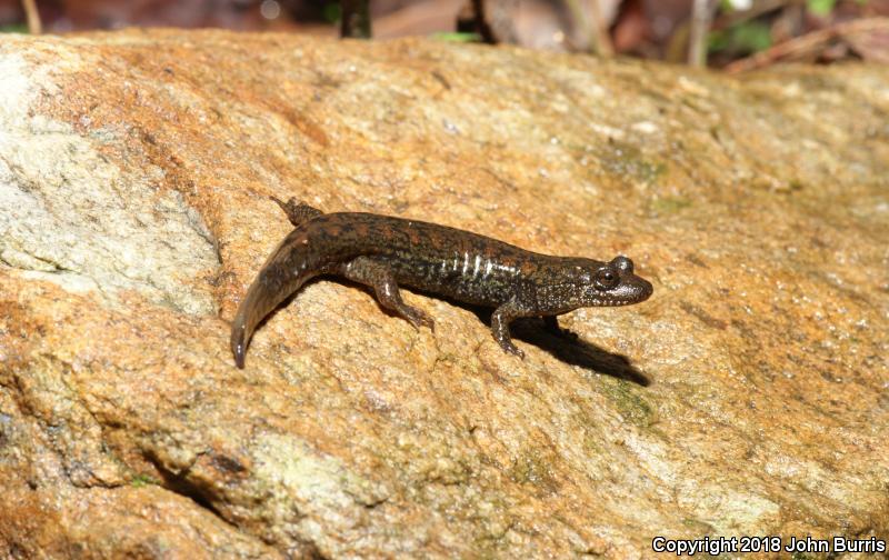 Black-bellied Salamander (Desmognathus quadramaculatus)