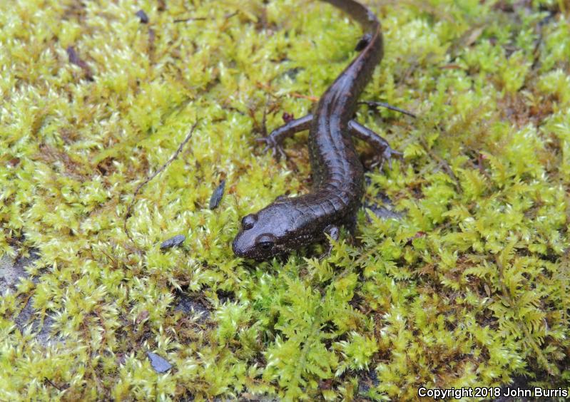 Black-bellied Salamander (Desmognathus quadramaculatus)