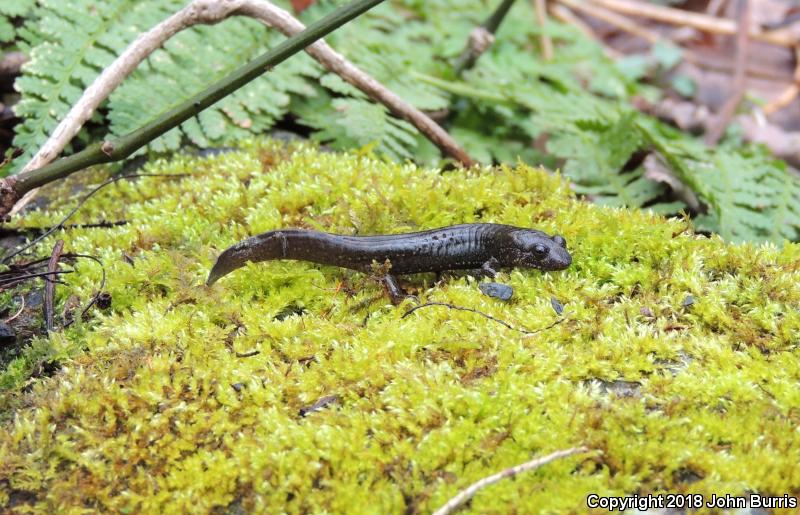 Black-bellied Salamander (Desmognathus quadramaculatus)