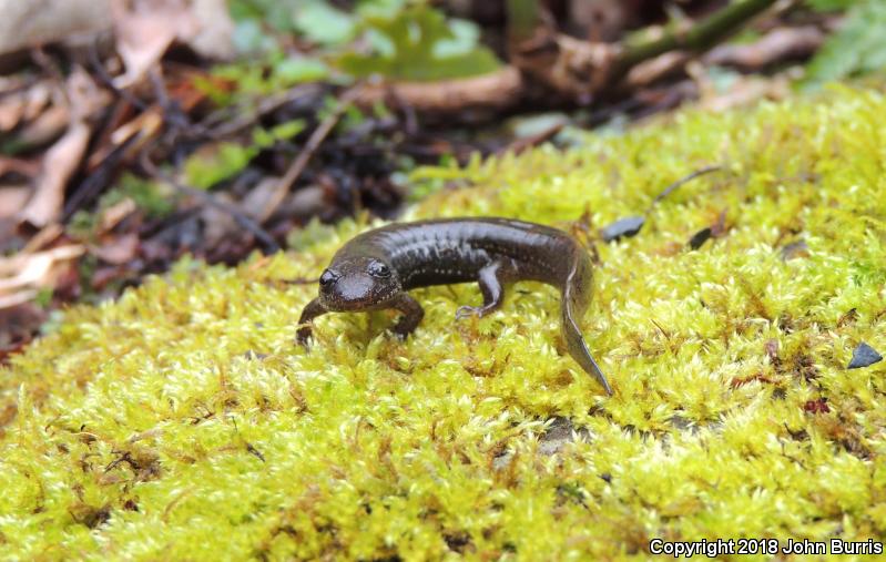 Black-bellied Salamander (Desmognathus quadramaculatus)