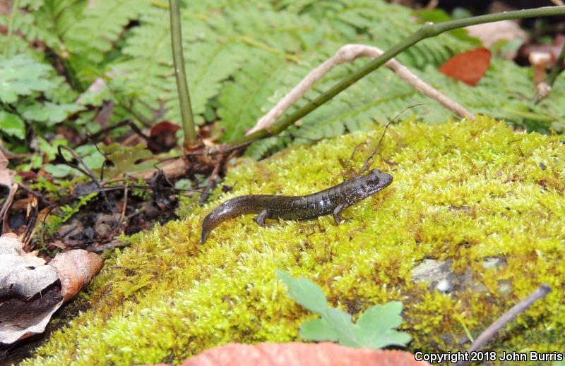 Black-bellied Salamander (Desmognathus quadramaculatus)