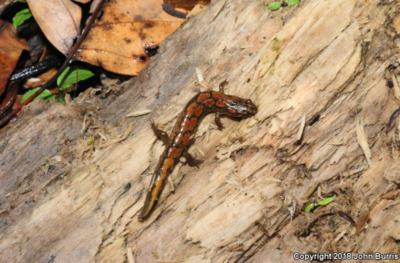 Spotted Dusky Salamander (Desmognathus conanti)