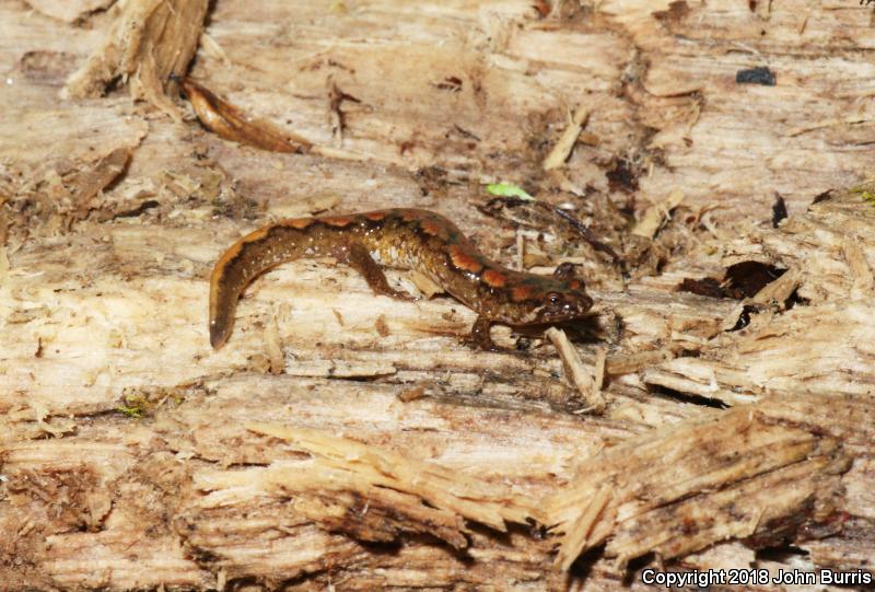 Spotted Dusky Salamander (Desmognathus conanti)