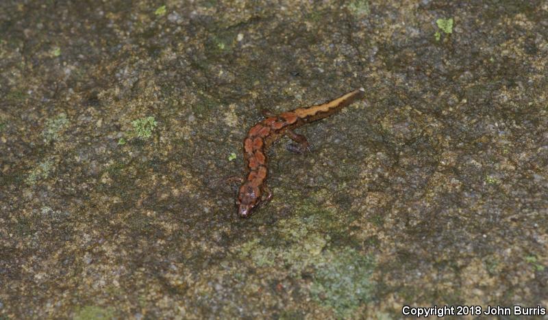 Spotted Dusky Salamander (Desmognathus conanti)