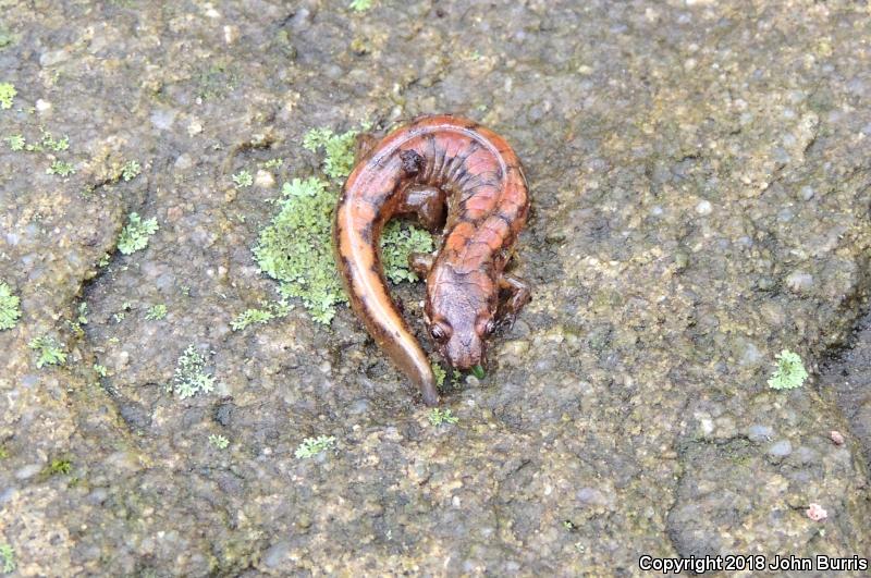 Spotted Dusky Salamander (Desmognathus conanti)