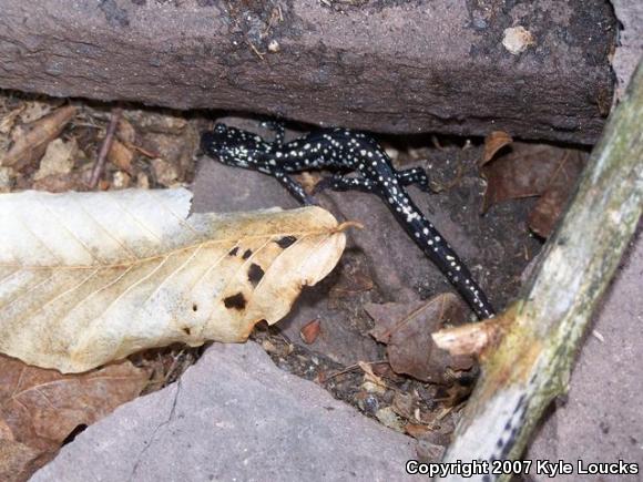 Northern Slimy Salamander (Plethodon glutinosus)