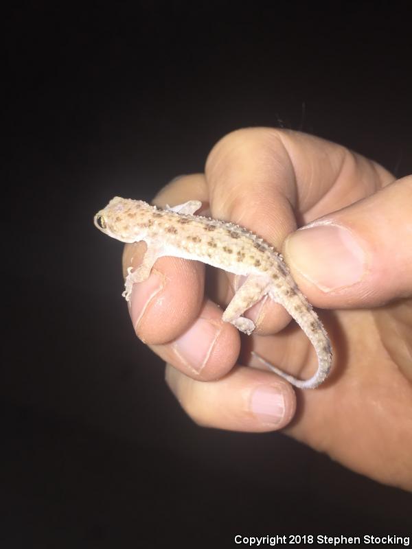 Rough-tailed Gecko (Cyrtopodion scabrum)