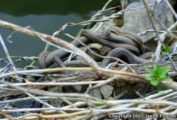 Queensnake (Regina septemvittata)