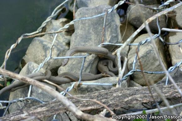 Queensnake (Regina septemvittata)