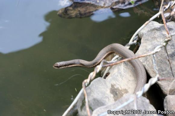 Queensnake (Regina septemvittata)